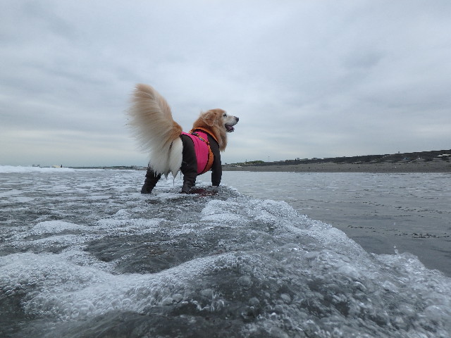 ファイル 5946-1.jpg