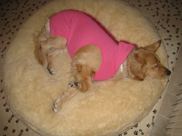 ファイル 595-1.jpg