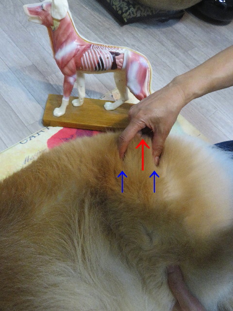 ファイル 5953-2.jpg