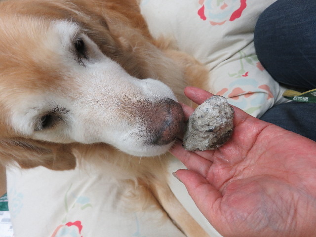 ファイル 5955-2.jpg