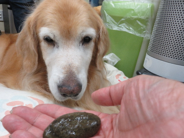 ファイル 5974-3.jpg