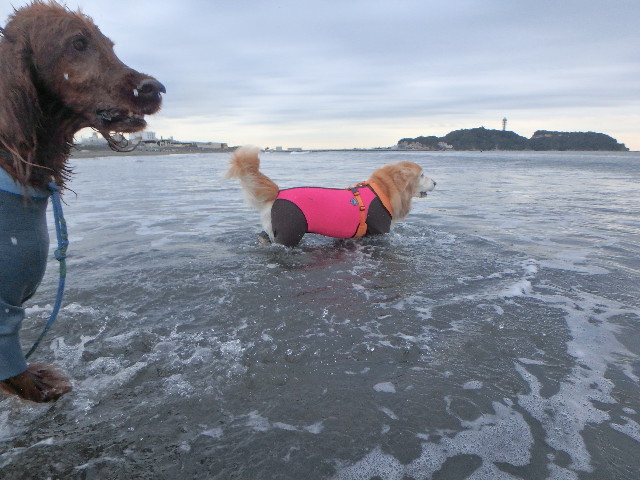 ファイル 5987-1.jpg