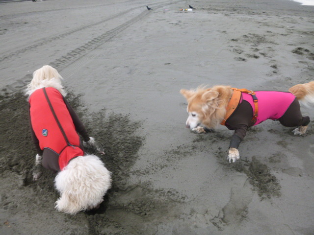 ファイル 5992-3.jpg