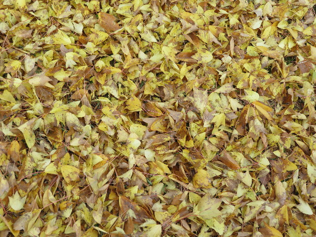 ファイル 6002-4.jpg