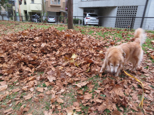 ファイル 6009-5.jpg