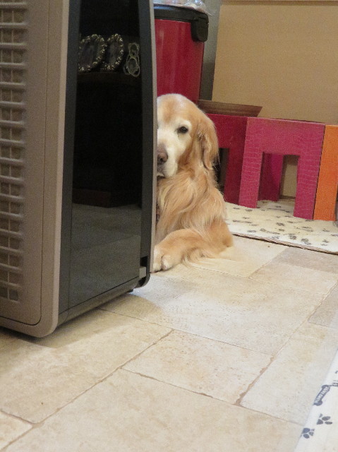 ファイル 6013-2.jpg