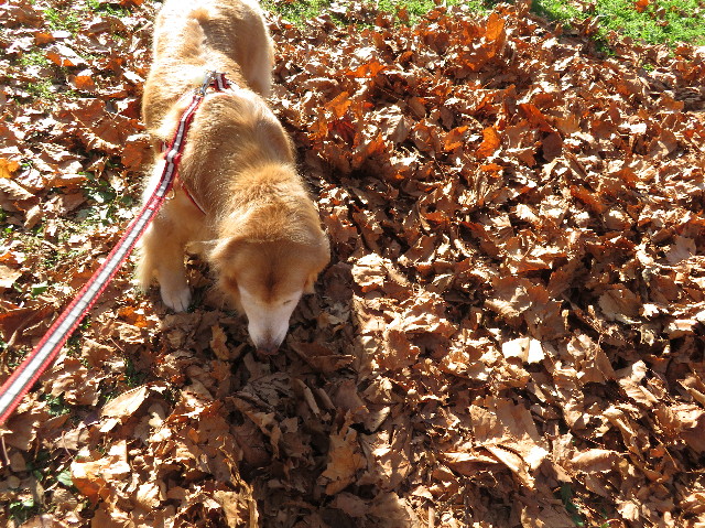 ファイル 6014-1.jpg