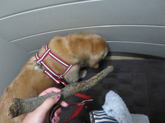 ファイル 6017-4.jpg