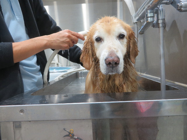 ファイル 6018-4.jpg