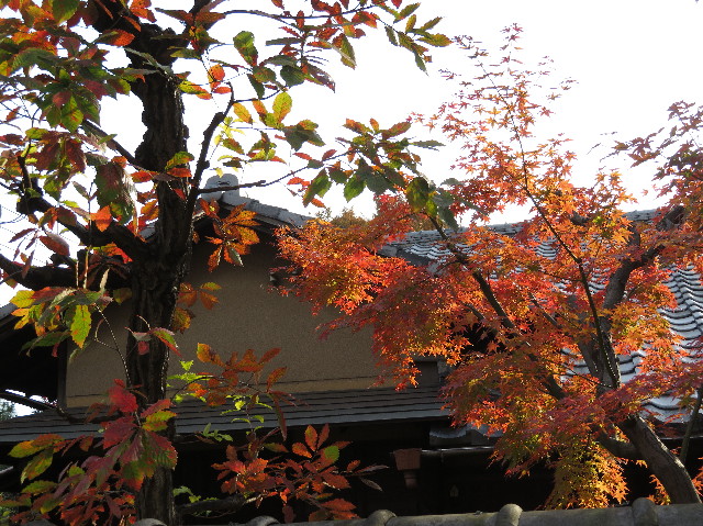 ファイル 6022-1.jpg