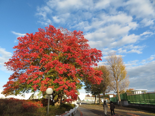 ファイル 6028-1.jpg