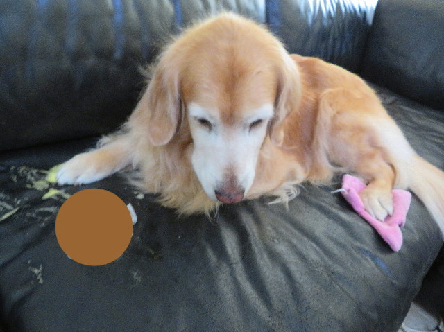 ファイル 6038-4.jpg