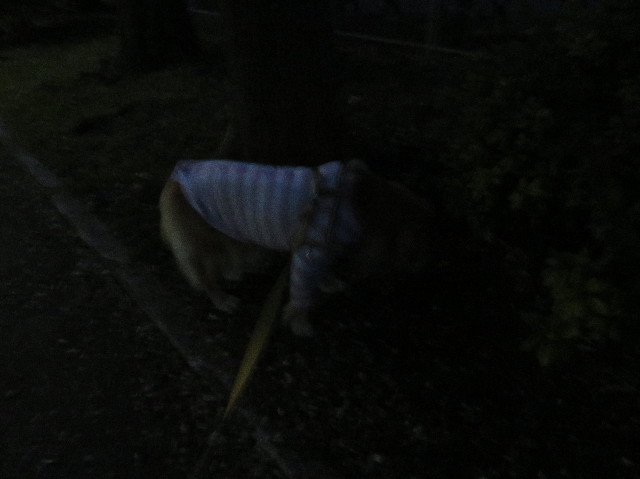 ファイル 6045-4.jpg