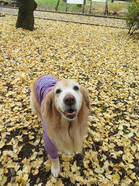 ファイル 6046-2.jpg