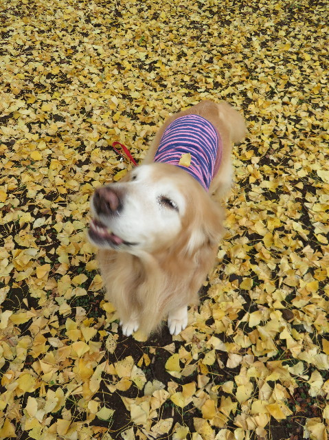 ファイル 6046-4.jpg