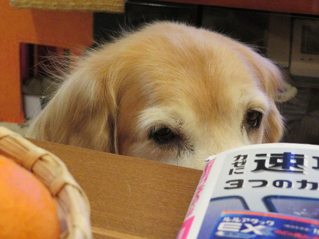 ファイル 6065-5.jpg