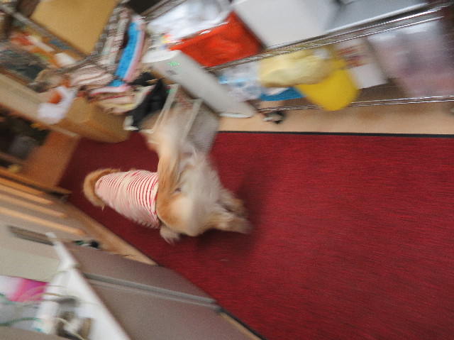 ファイル 6084-4.jpg