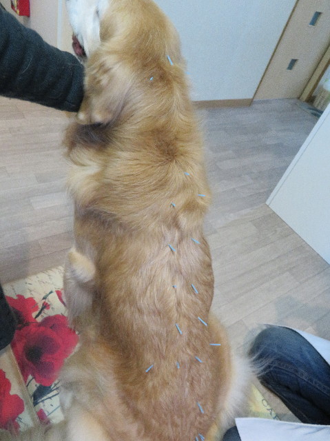 ファイル 6087-1.jpg