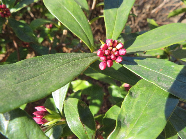 ファイル 6088-4.jpg