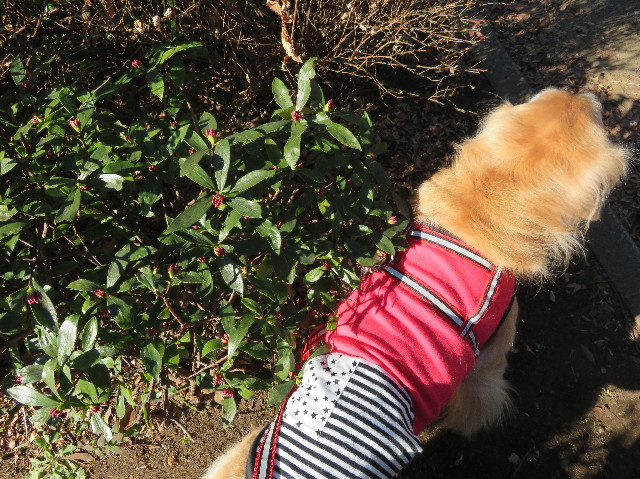 ファイル 6088-5.jpg