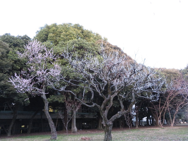 ファイル 6096-4.jpg
