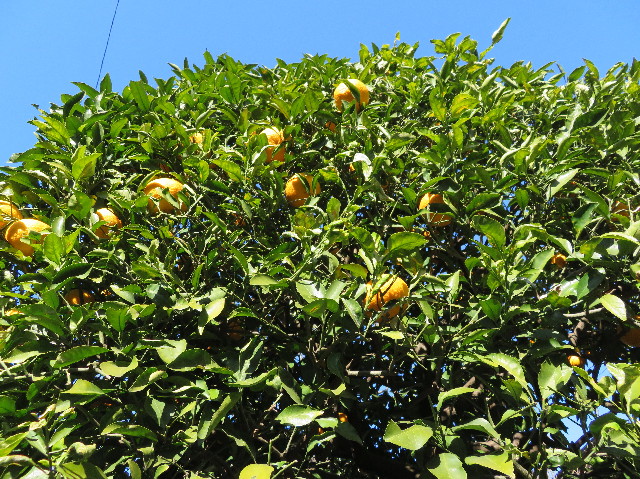 ファイル 6099-1.jpg