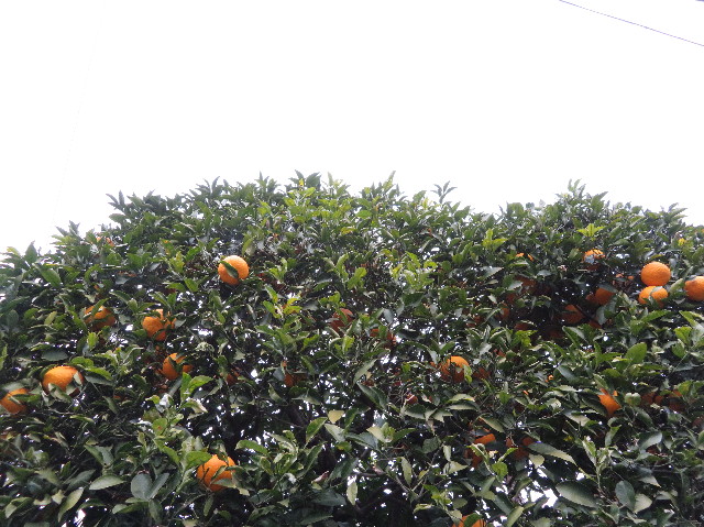 ファイル 6099-2.jpg