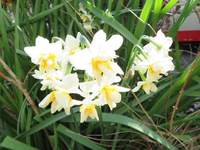 ファイル 6100-1.jpg