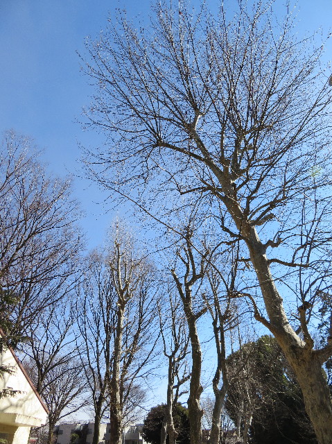 ファイル 6100-3.jpg