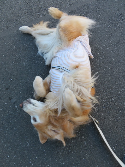 ファイル 6100-4.jpg