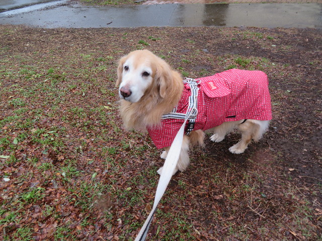 ファイル 6103-2.jpg