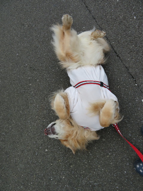 ファイル 6104-2.jpg