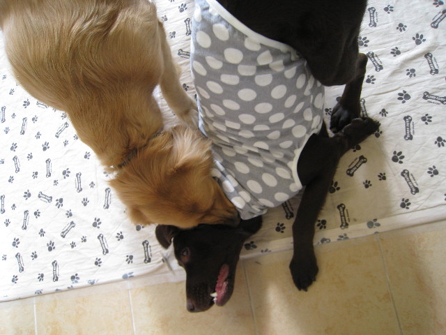 ファイル 611-1.jpg