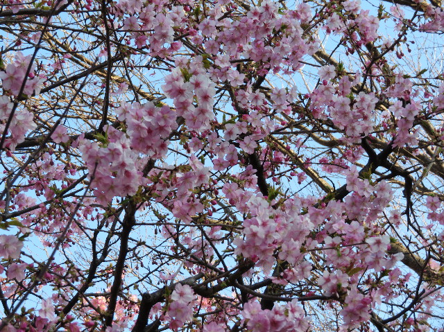 ファイル 6110-5.jpg