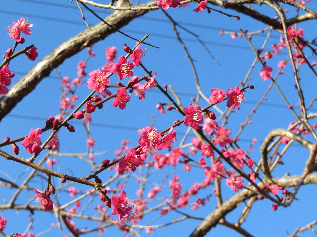 ファイル 6111-2.jpg