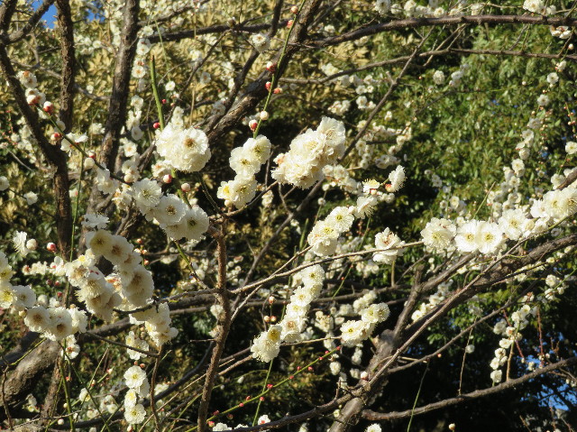 ファイル 6111-3.jpg