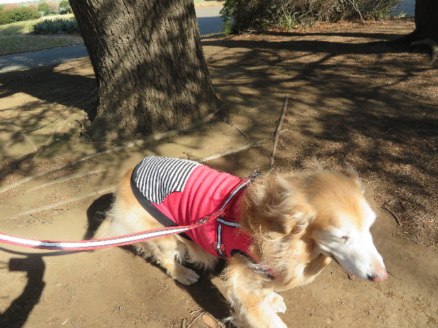 ファイル 6111-4.jpg