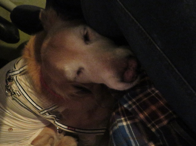 ファイル 6112-2.jpg