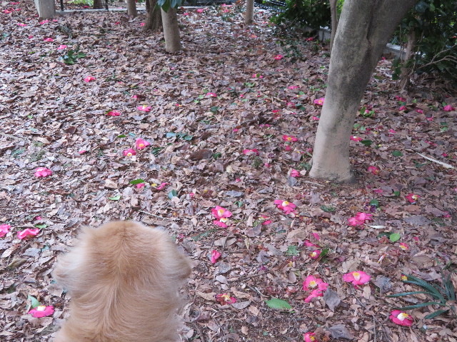 ファイル 6112-4.jpg