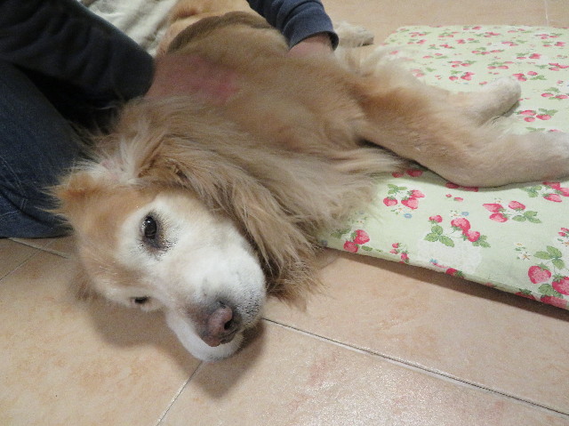 ファイル 6118-5.jpg