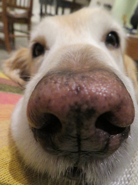 ファイル 6126-2.jpg