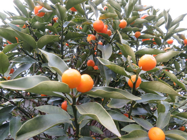 ファイル 6128-1.jpg