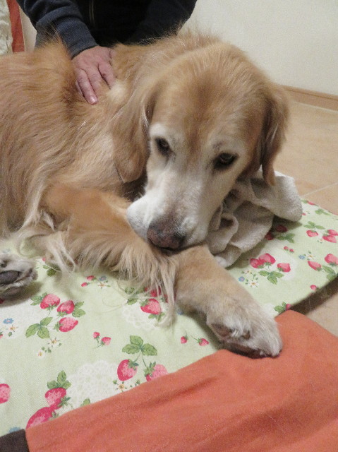 ファイル 6129-4.jpg