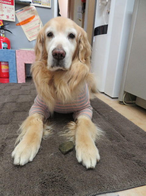 ファイル 6130-5.jpg