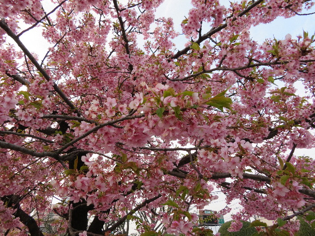 ファイル 6133-1.jpg