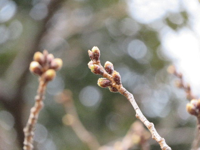 ファイル 6145-4.jpg