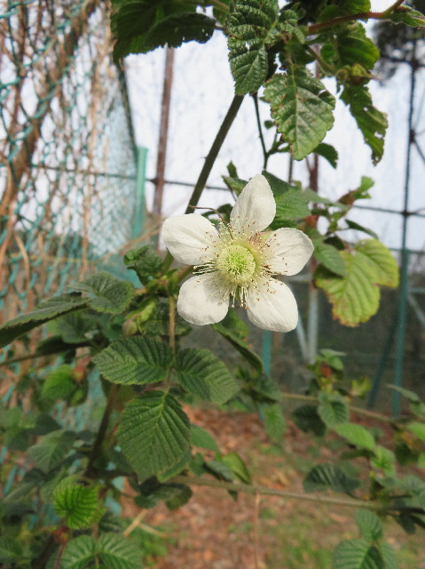 ファイル 6147-1.jpg