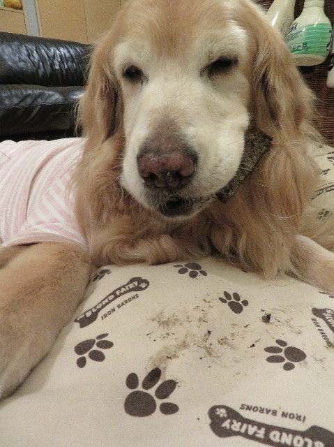 ファイル 6149-4.jpg