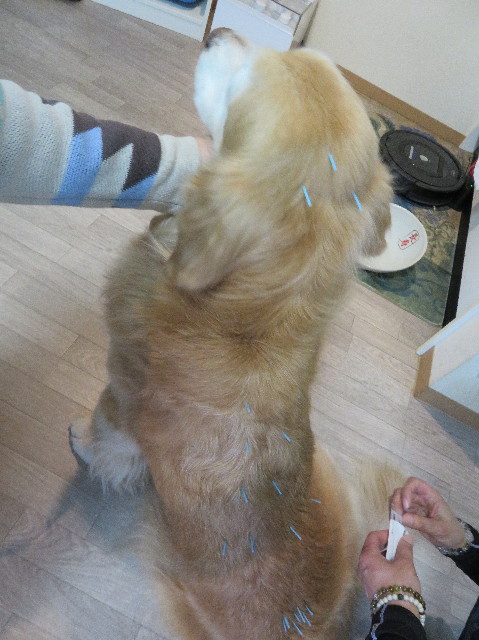 ファイル 6152-4.jpg