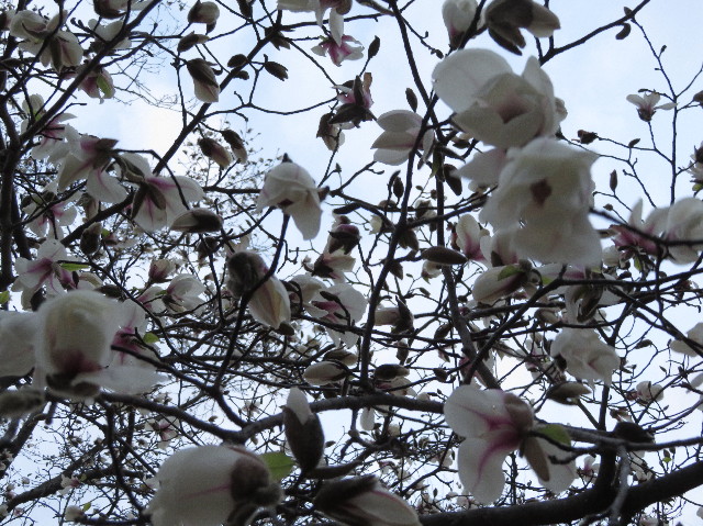 ファイル 6154-4.jpg